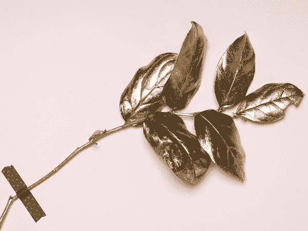 在线呼叫网页版软件